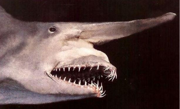 4. Goblin sharks