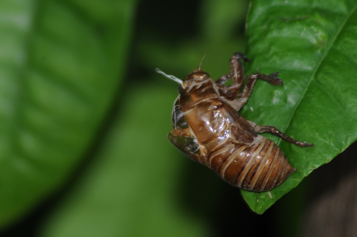 5. Cicada (Semi)