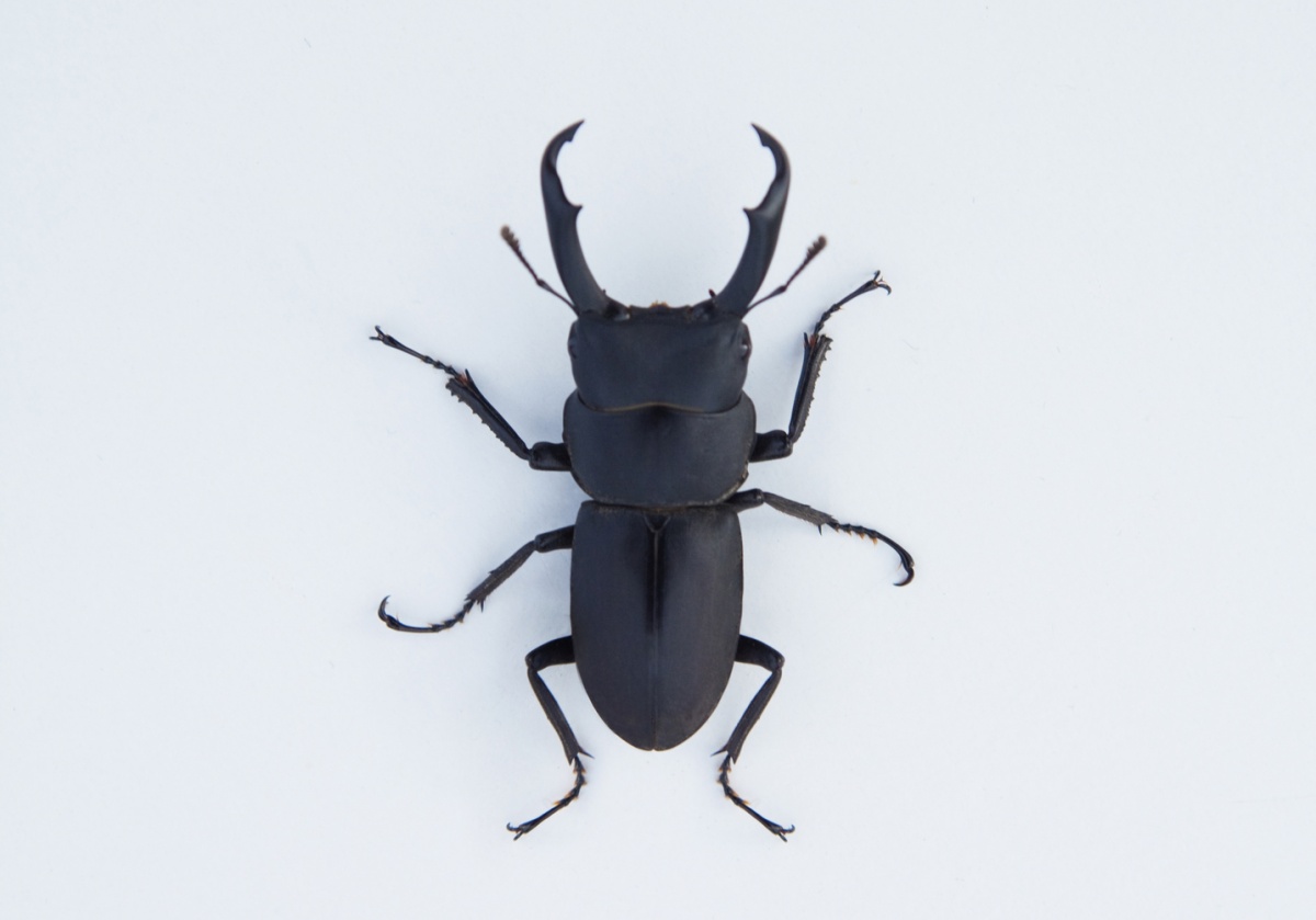 4. Stag Beetle (Kuwagata)