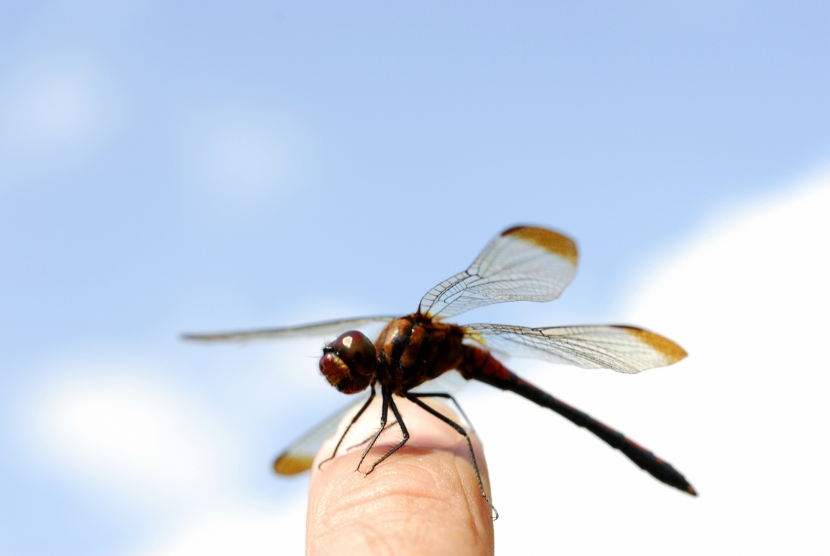 2. Dragonfly (Tonbo)