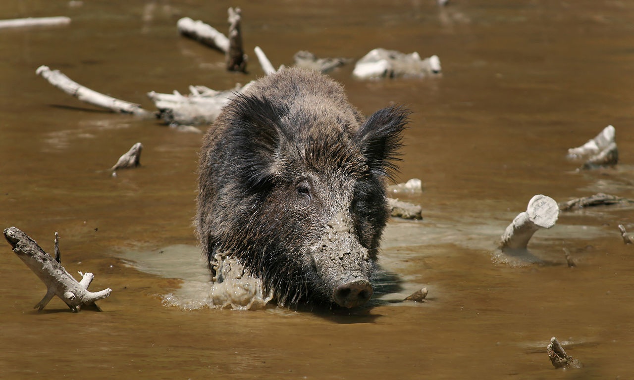 Where Do Wild Boars Outnumber Humans?