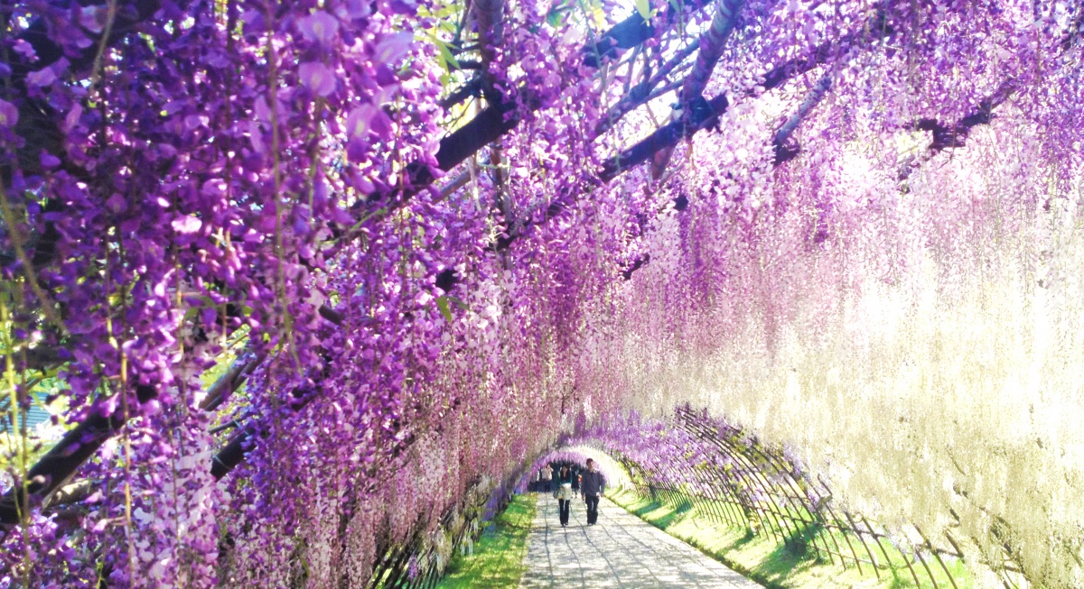 J.อุโมงค์ดอกไม้แห่งสวนคาวาจิฟุจิเอ็น: จังหวัดฟุคุโอกะ