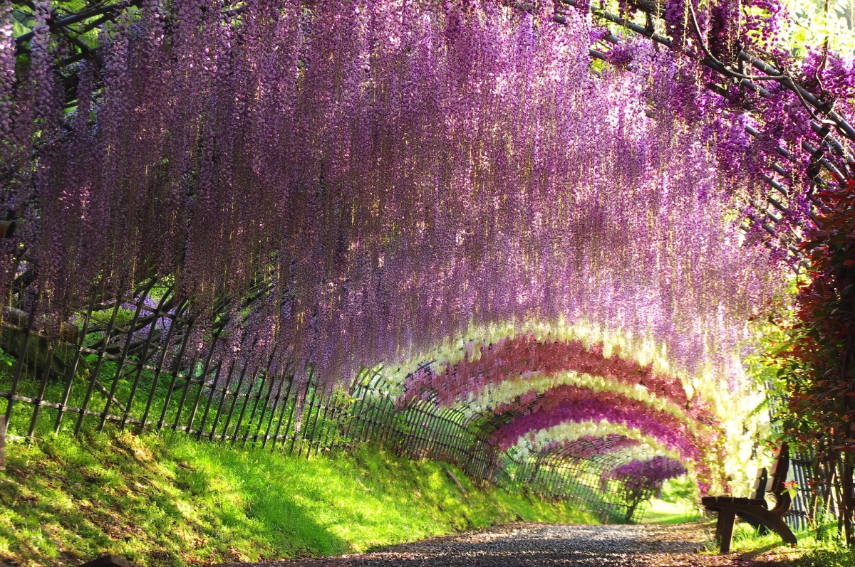 4. 河內藤園（福岡）