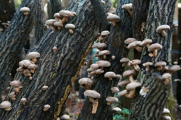 Harvesting Shiitake Mushrooms