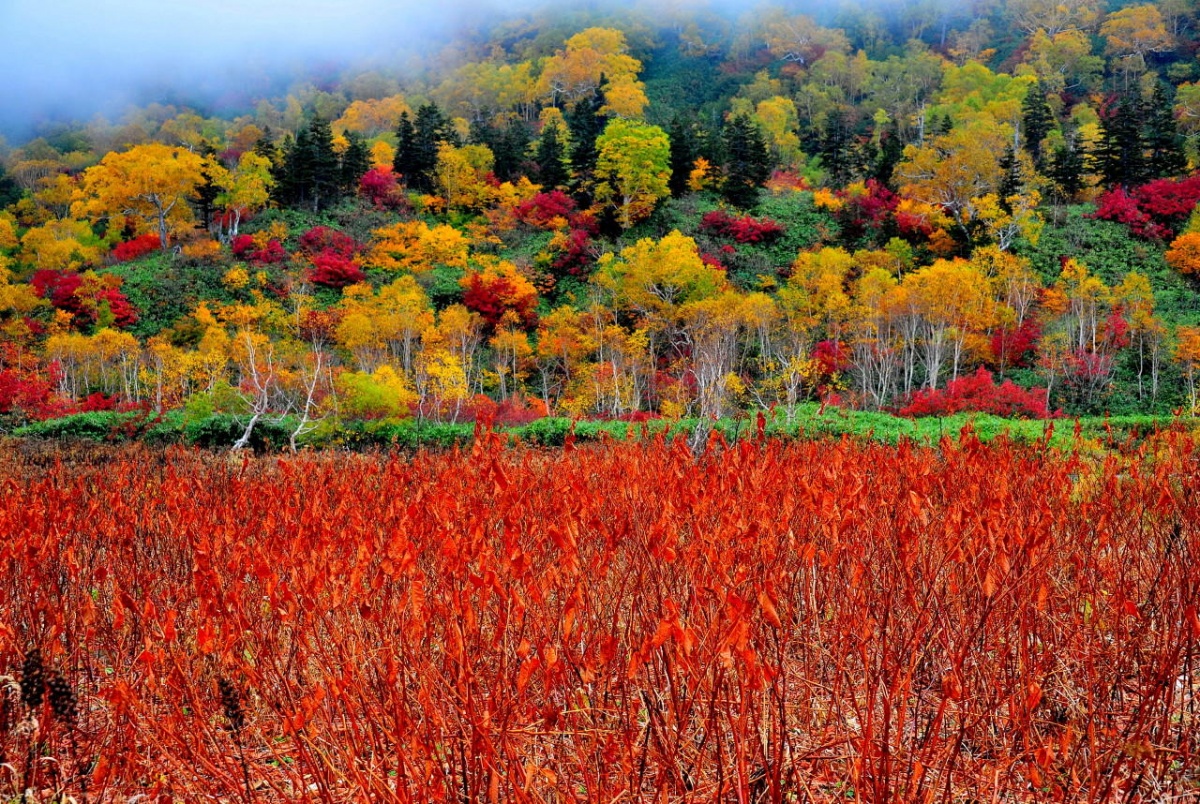 6. จังหวัด Nagano / สวน Tsugaike Shizen-en