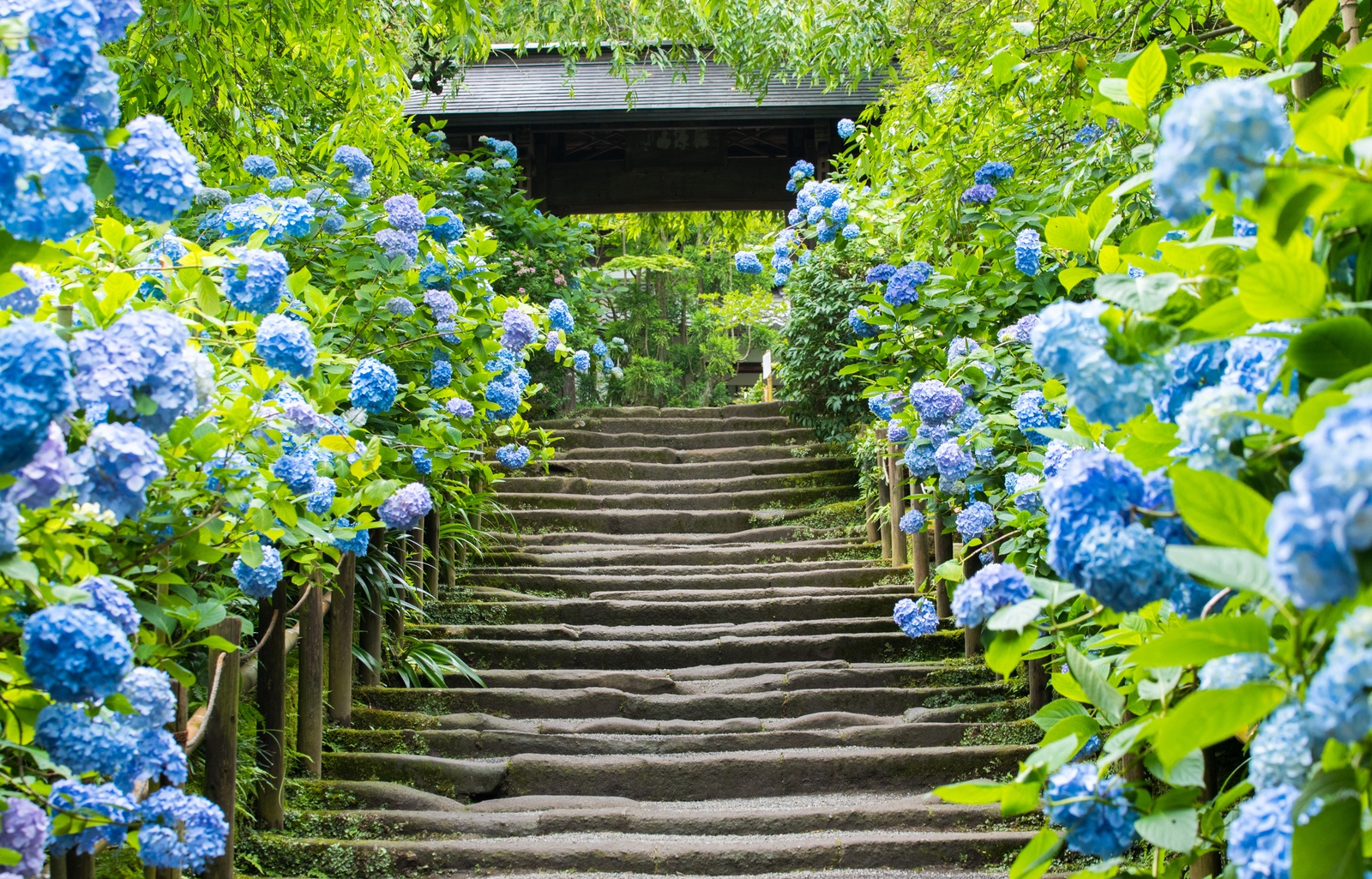 Feel the Flower Power at Meigetsu-in Temple