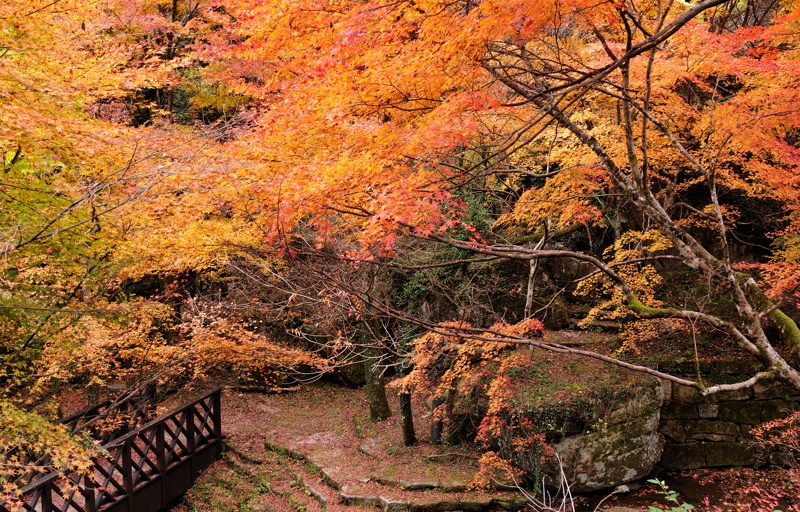 Fukuoka's 4 Best Fall Color Spots