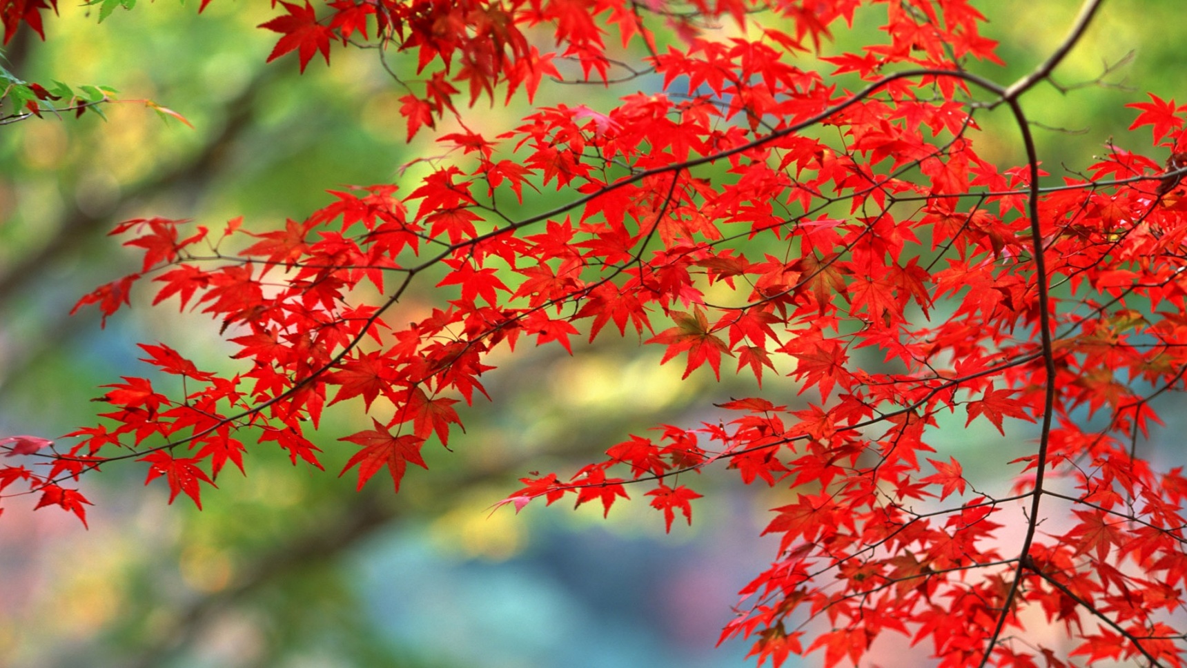 도쿄 지역: 가을 단풍 명소 3選