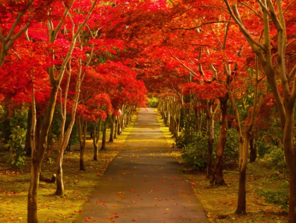 4. Full-Day Autumn Foliage & Shopping Tour (Sapporo)