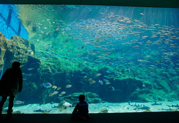 2. Kujukushima Aquarium — Umi Kirara