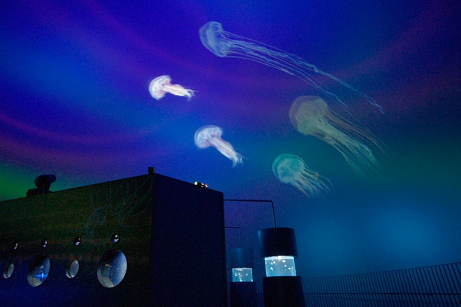 5. Jellyfish Symphony Dome