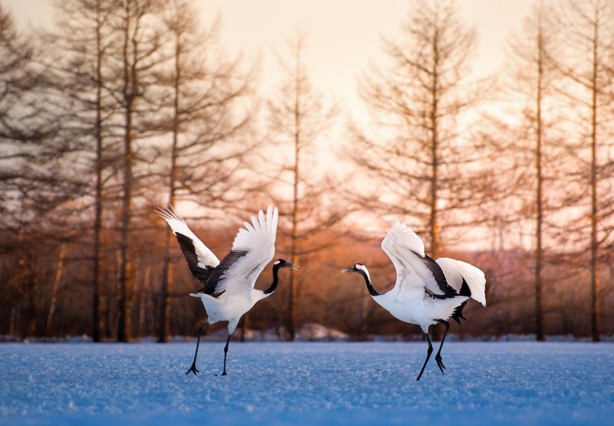 Scenic Excursions from Kushiro