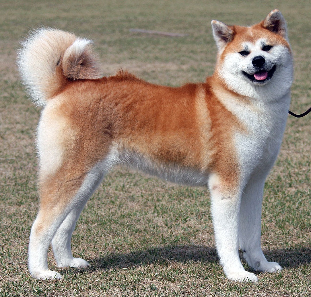 1. 秋田犬 (อากิตะอินุ) ชิบะอินุตัวใหญ่