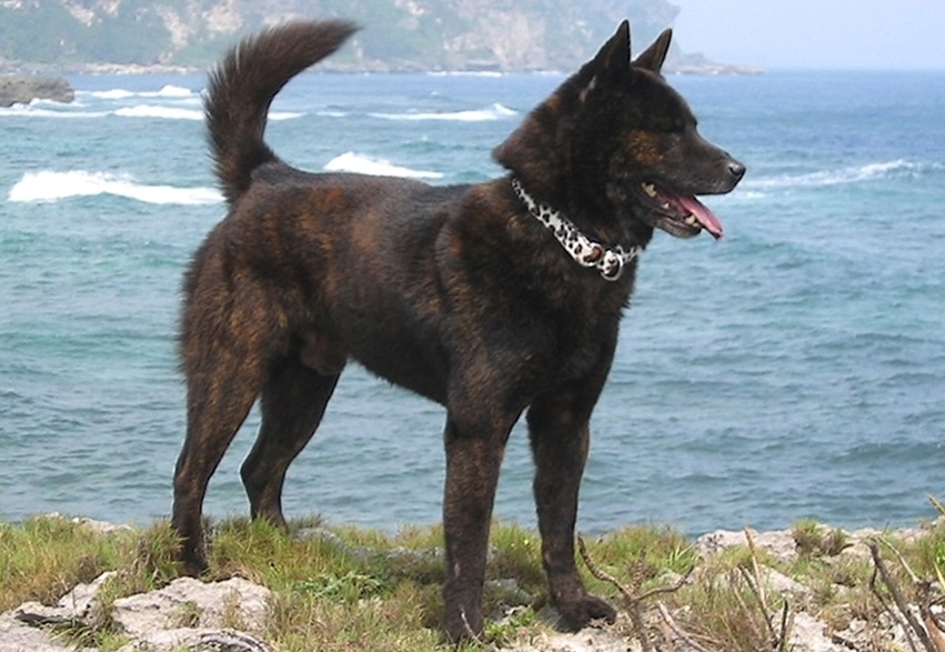 2. 甲斐犬 (ไคอินุ) ชิบะอินุหน้าดุหูแหลม