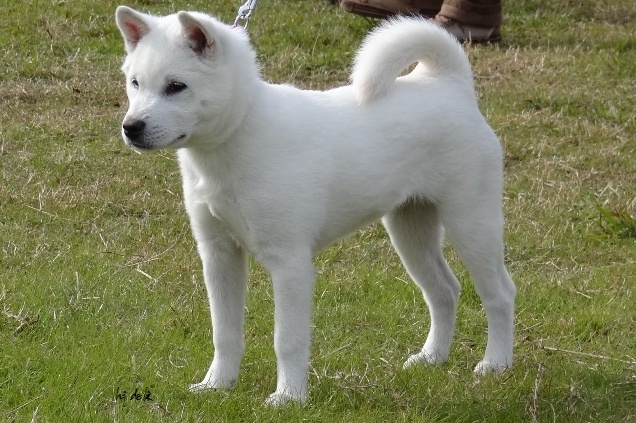 3. 紀州犬 (คิชูอินุ) ชิบะอินุสีขาว ฝึกง่าย