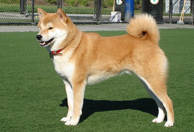 4. 柴犬 (ชิบะอินุ) หมาญี่ปุ่นต้นตำรับ