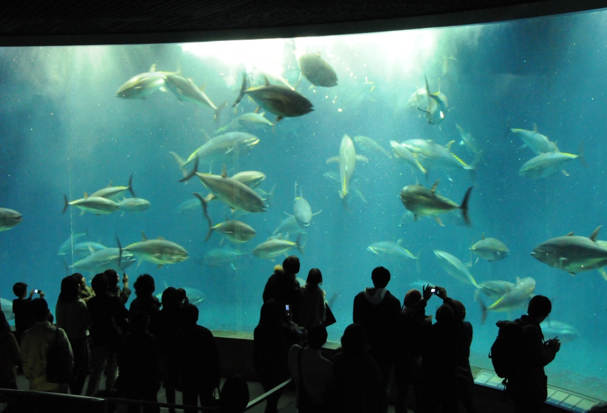 2. Tokyo Sealife Aquarium พิพิธภัณฑ์สัตว์น้ำที่ไม่ไกลจากดิสนีย์แลนด์