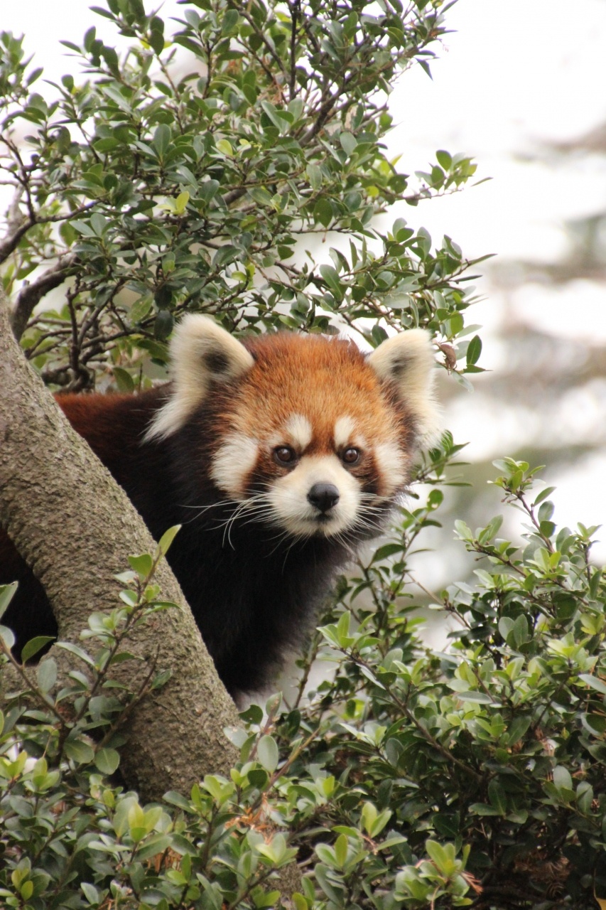 4. Tobu Zoo จังหวัด Saitama