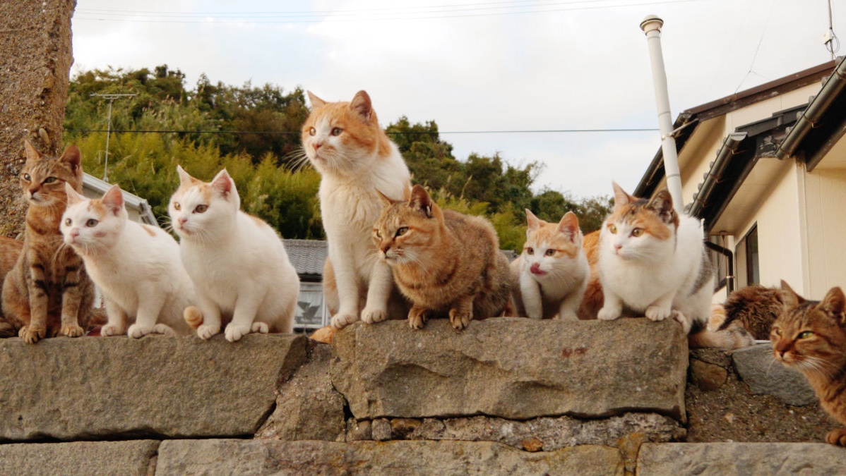 เรียนภาษาญี่ปุ่นกับ 7 คำศัพท์แมวๆ