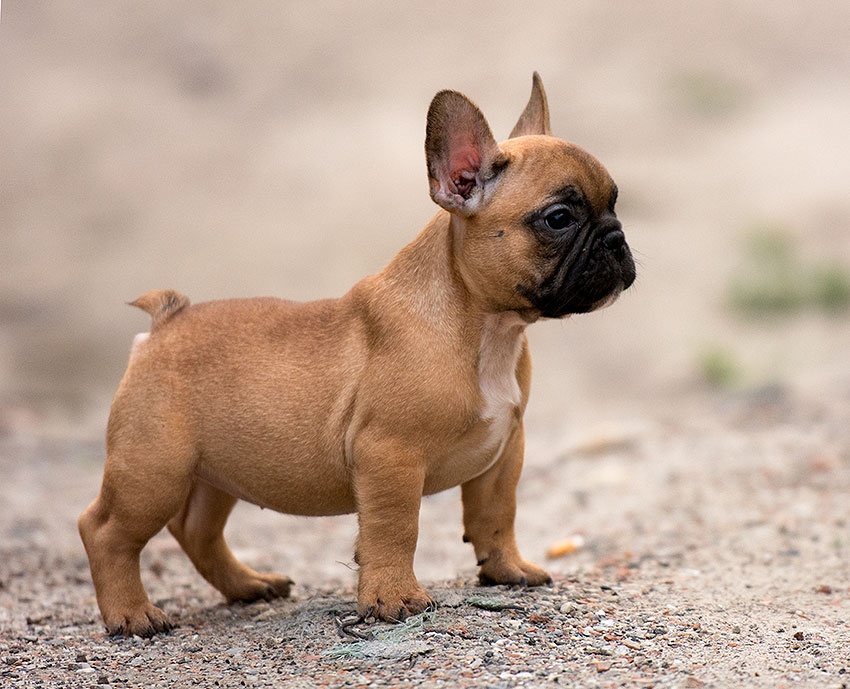 อันดับ 8 French Bulldog