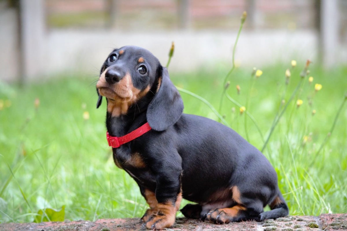 อันดับ 3 Dachshund