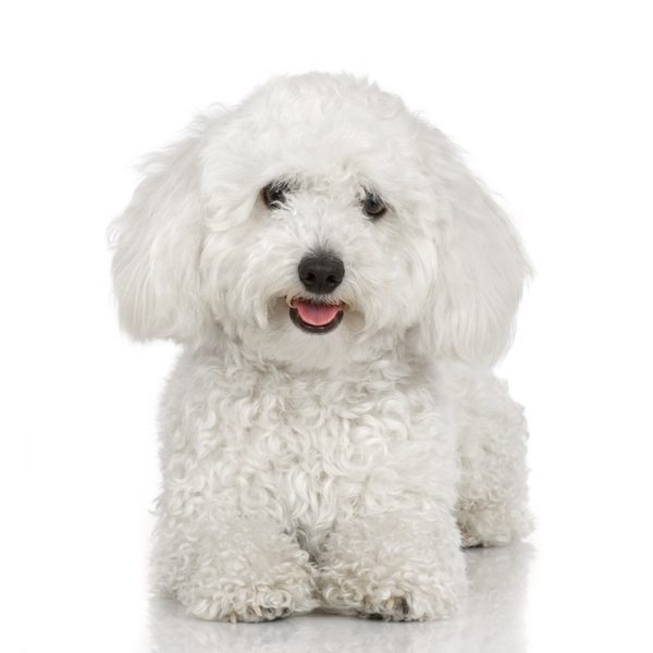 อันดับ 1 Toy Poodle