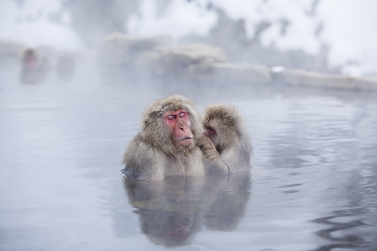 2. Snow Monkeys of Jigokudani (Nagano)