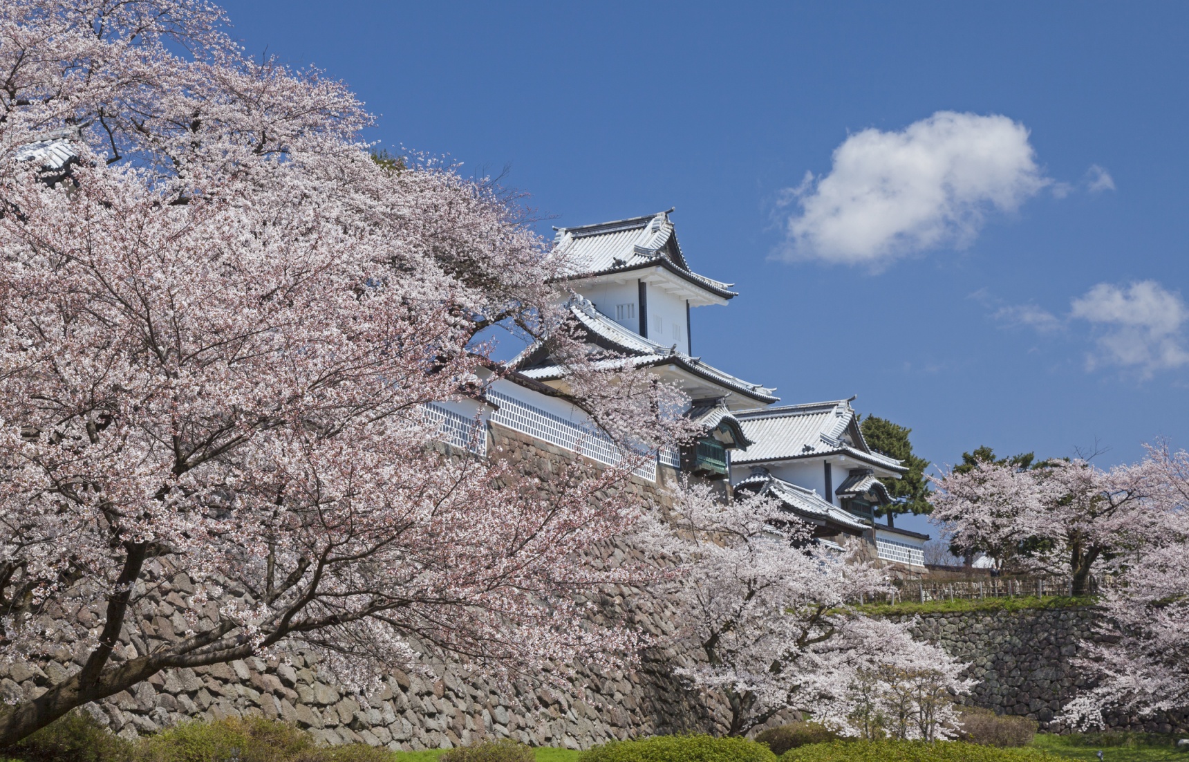 Kanazawa: Traditional Scenes Among the Sakura
