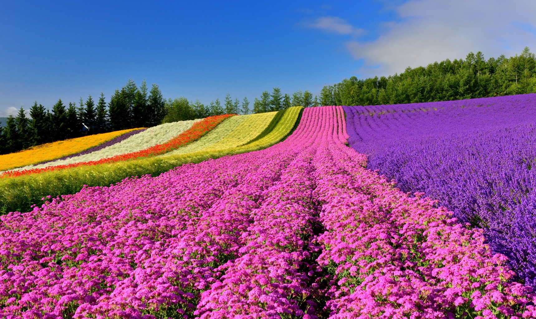 8 Must-See Flower Spots in Hokkaido