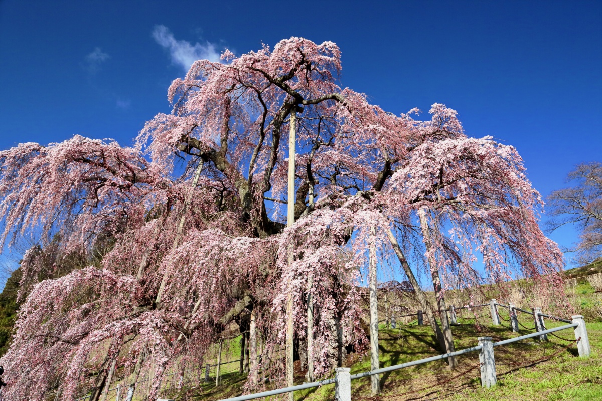 Tohoku Region: 'Miharu no Taki-zakura' Cherry Tree (Fukushima)