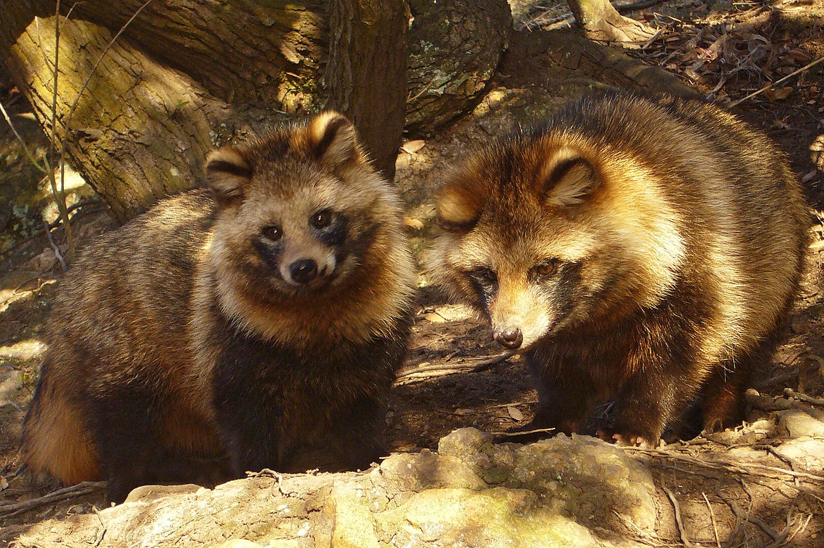 3. แรคคูน (Tanuki)