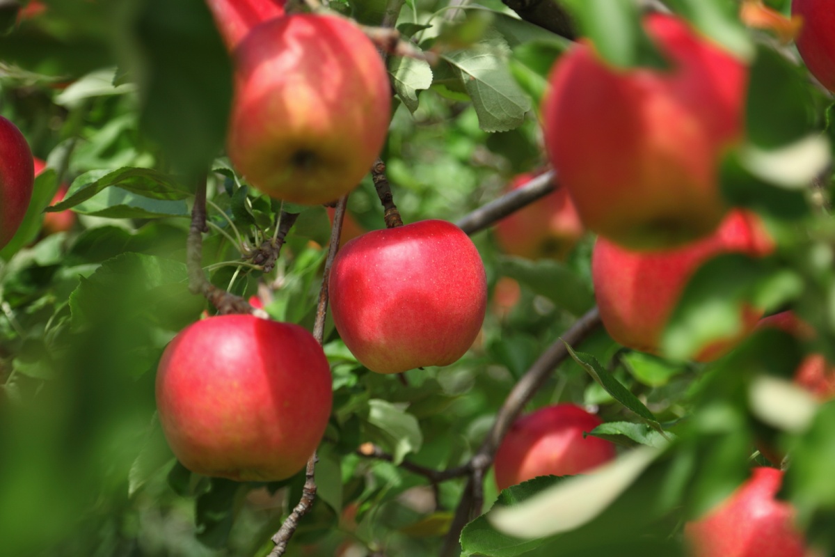 Aomori — Apples