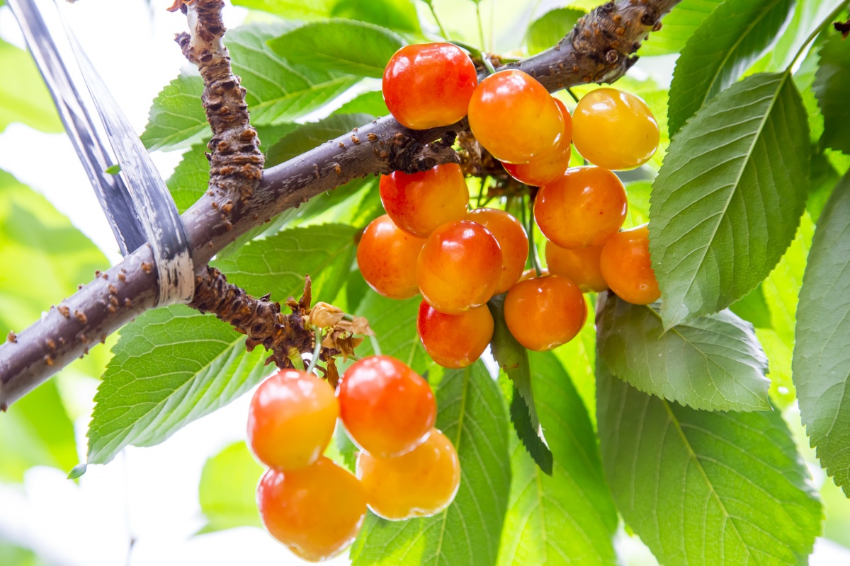 Yamagata — Cherries