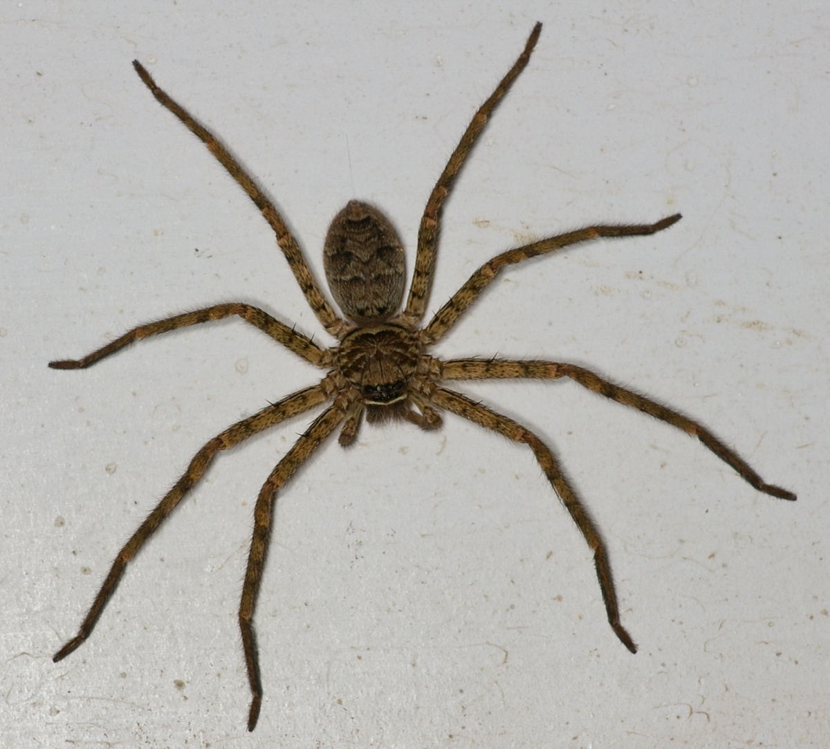 1. Ashidaka-gumo (Huntsman Spider) — Final Form