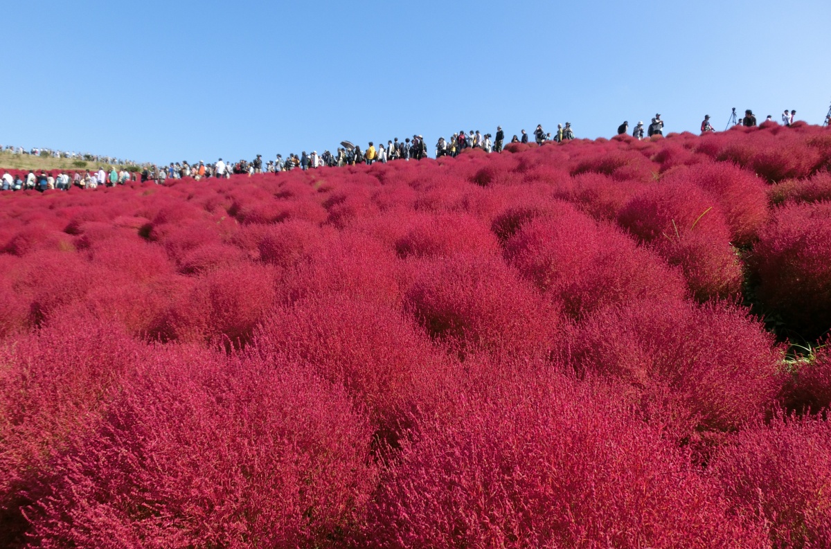炙热的红 — HITACHI海滨公园红色孔雀松（10月）