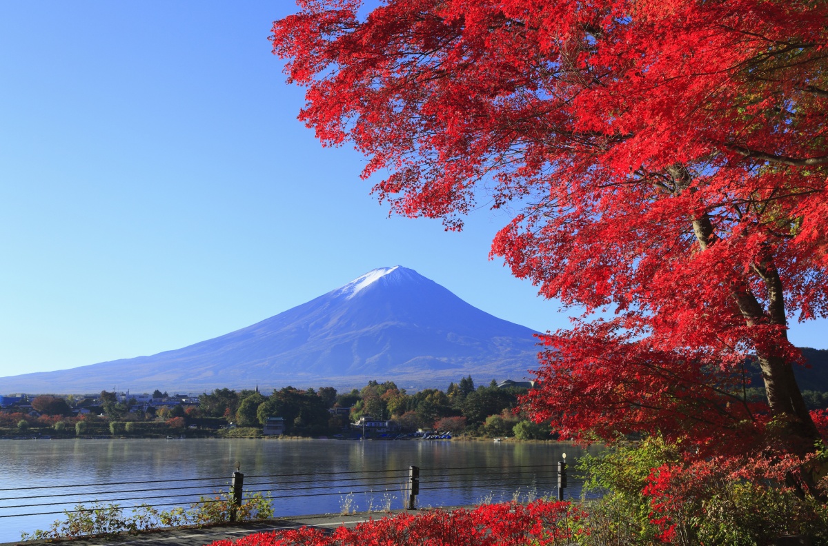 Mt. Fuji and Lake Kawaguchi Maples (November)