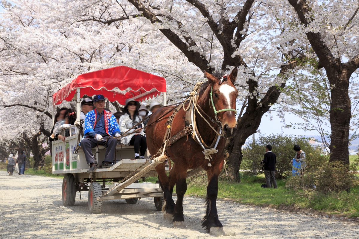 3. รถม้าที่ Kitagami Tenshouchi (Iwate)