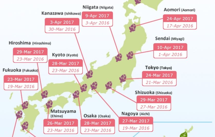 How to Keep Track of Japan's Cherry Blossoms
