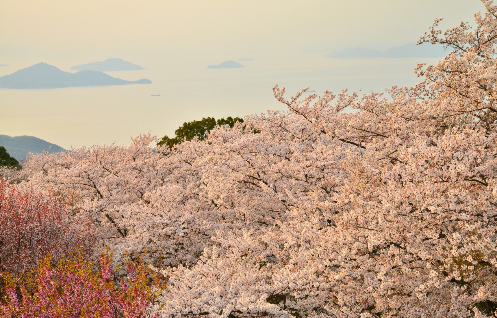 Top 6 'Hanami' Spots in Shikoku