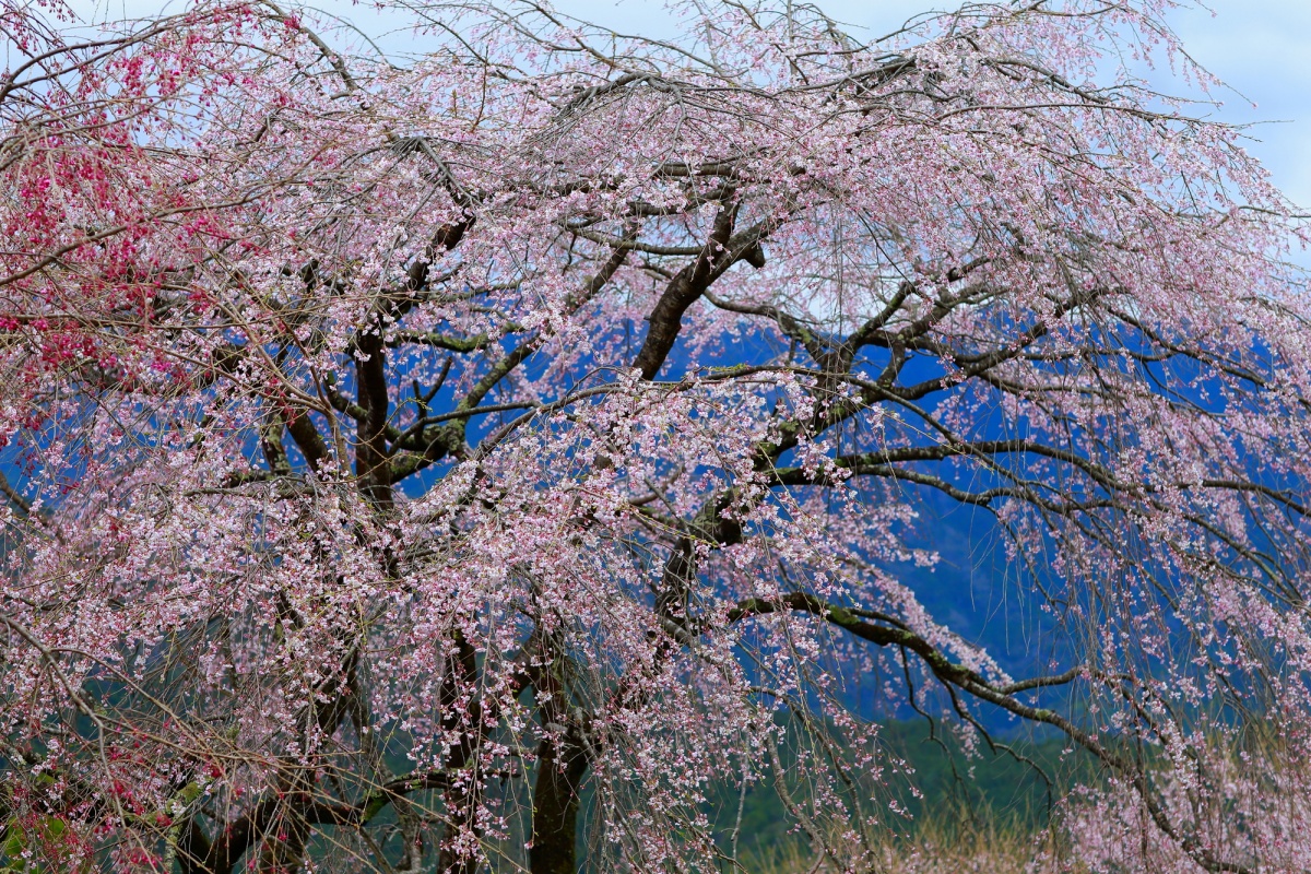 3. Hyotan Sakura (Agawa District, Kochi)
