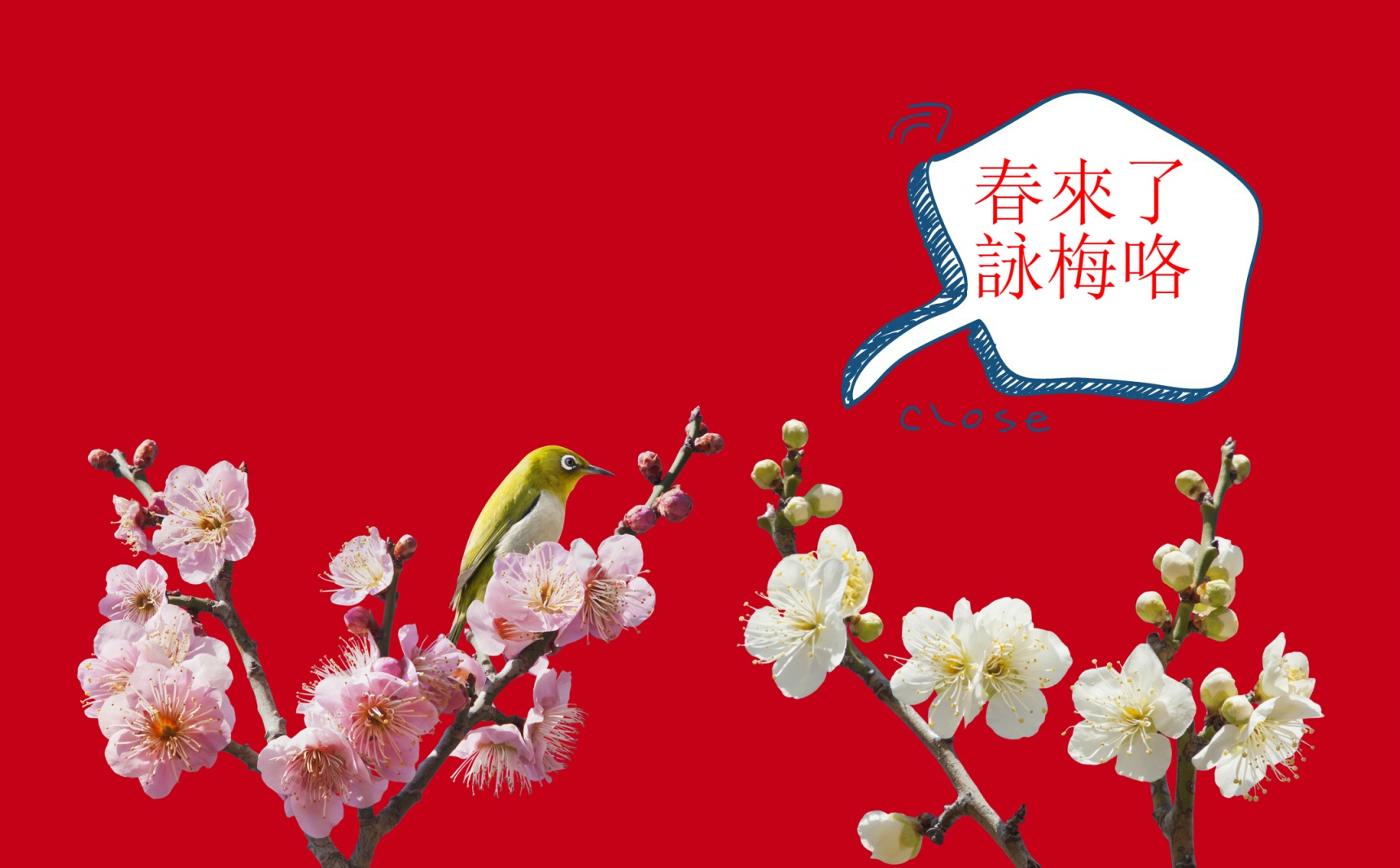 赏花季已到 — 神奈川县那三万五千颗新梅带你领略何为春暖花开