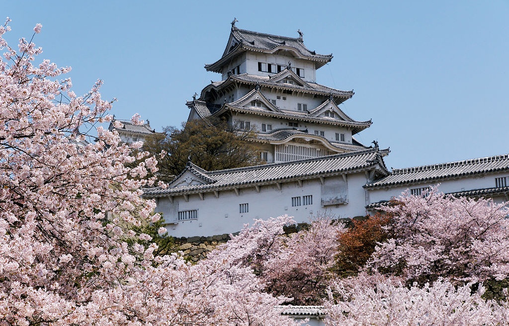 Top 5 Cherry Blossom Viewing Spots in Hyogo