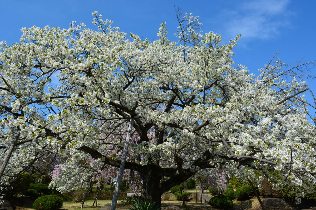 6. Oshima-zakura