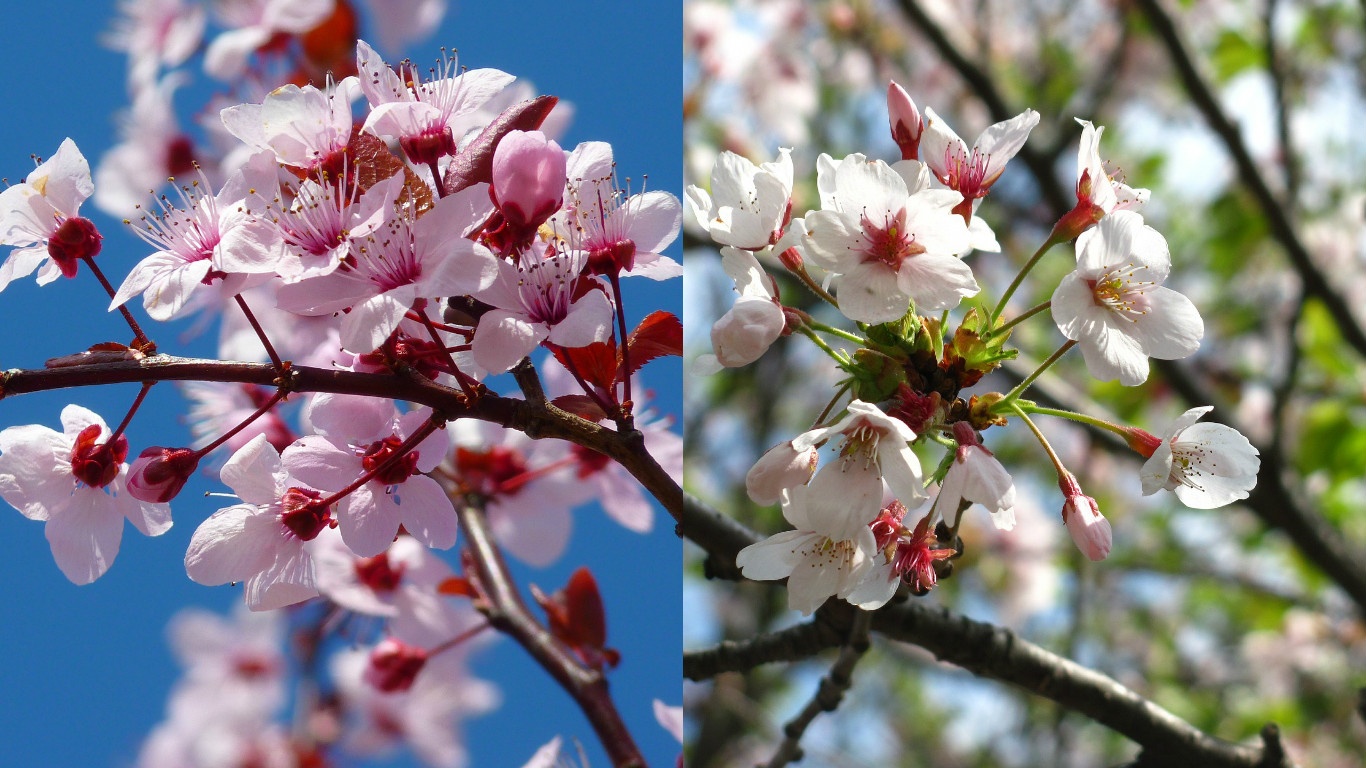 Quiz! Cherry or Plum Blossom?