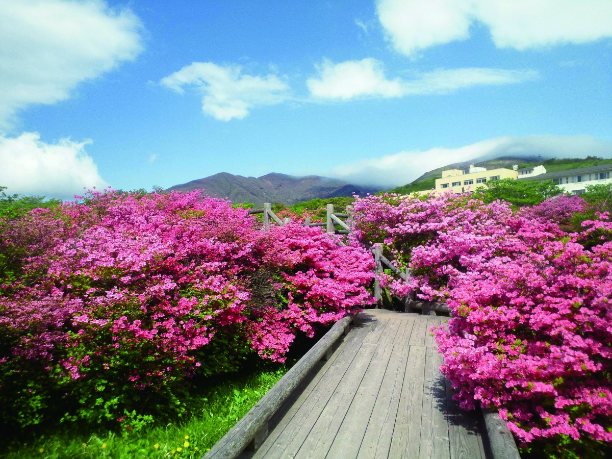 八幡的杜鵑花