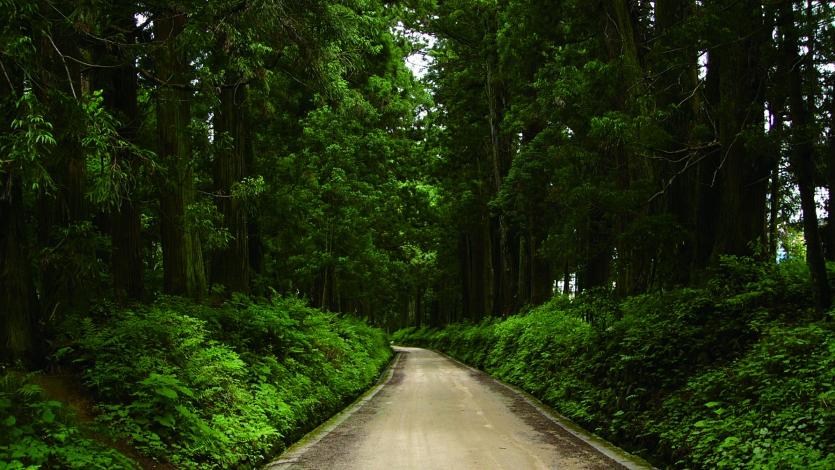 日光杉樹林蔭道