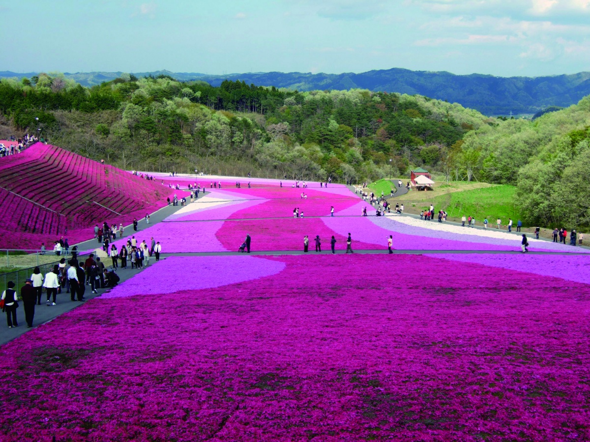 市貝町芝櫻公園