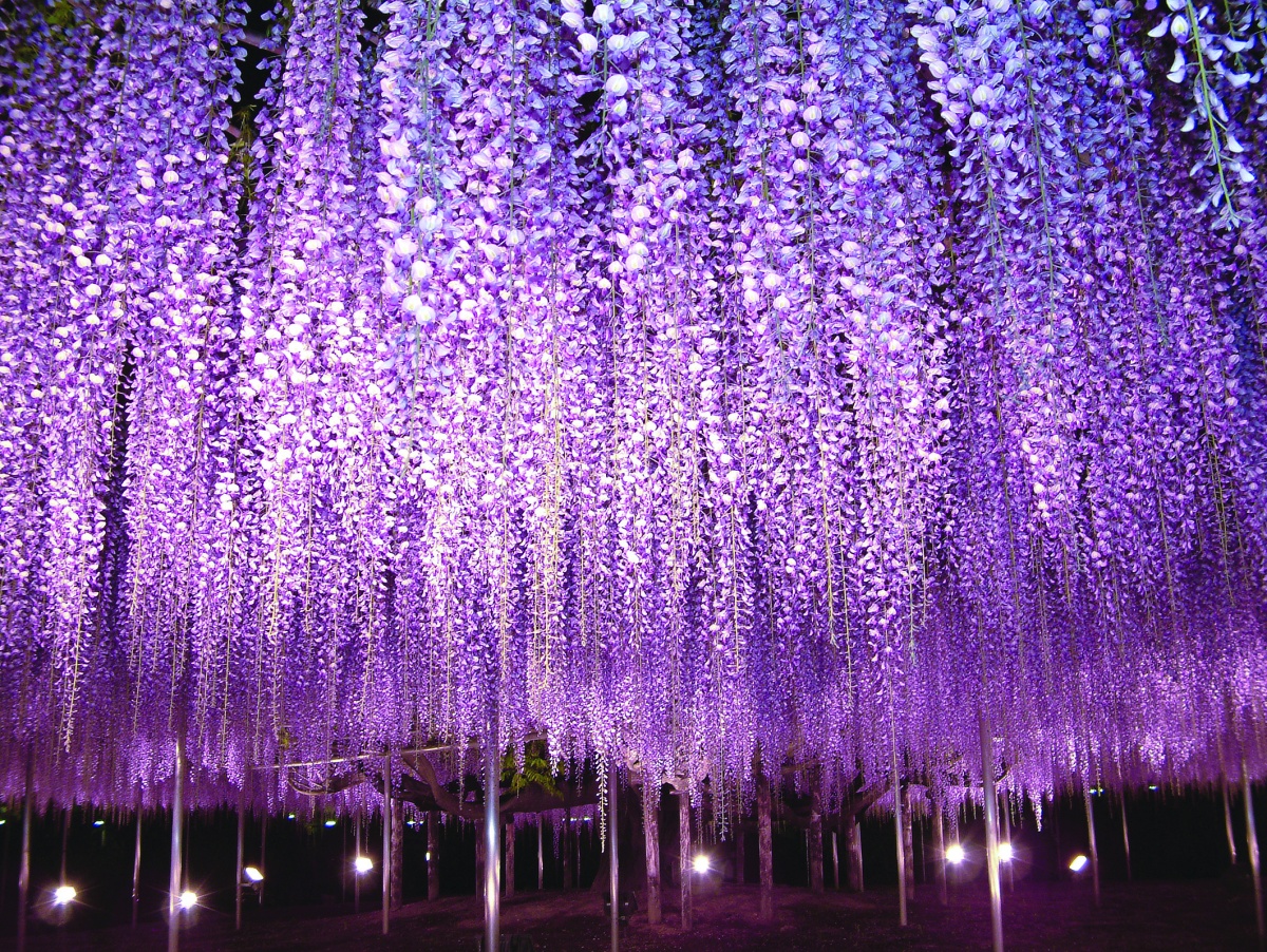 日本最大的紫藤花棚—足利花卉公园（栃木县）