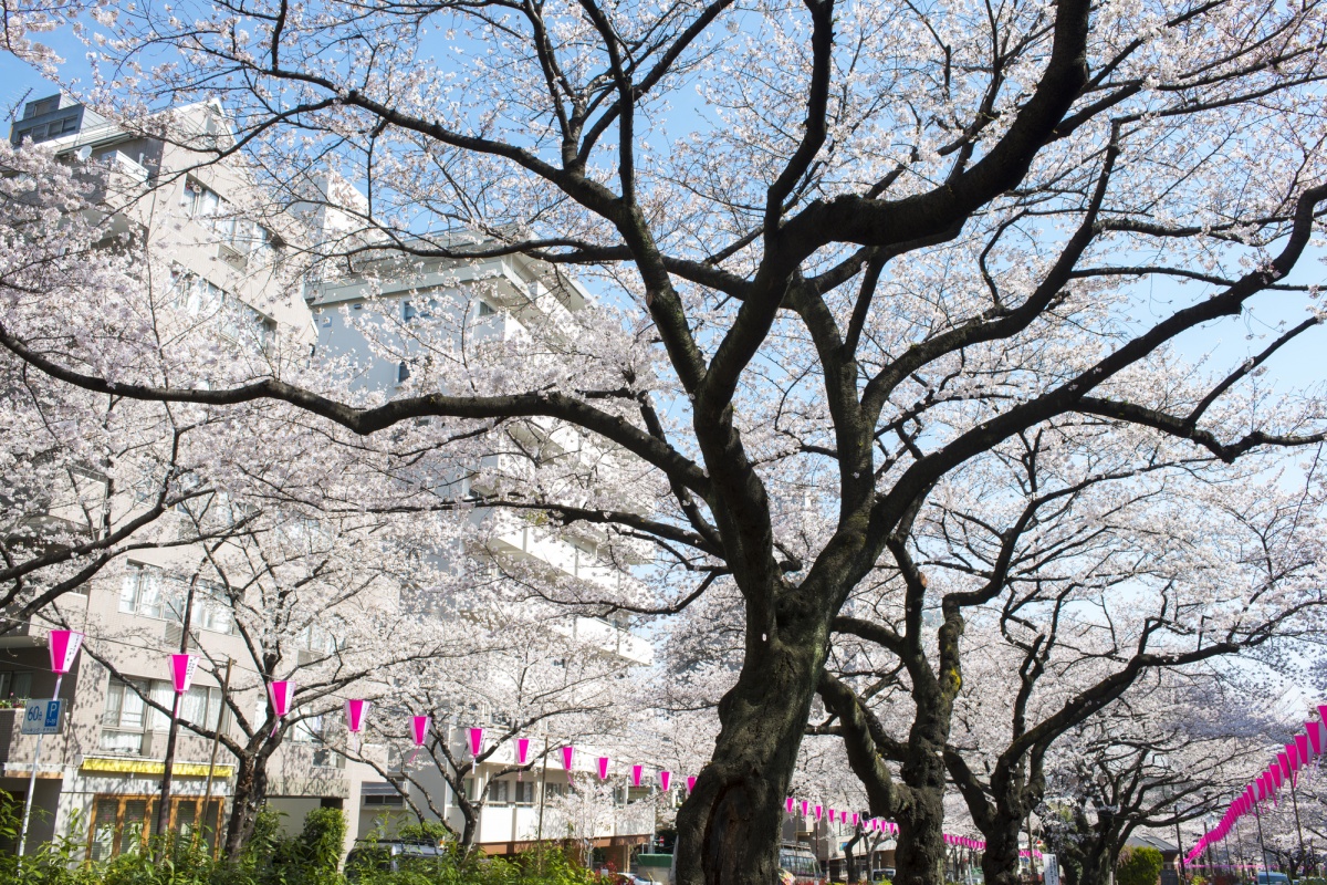 Harima Zaka ('Sakura Zaka')