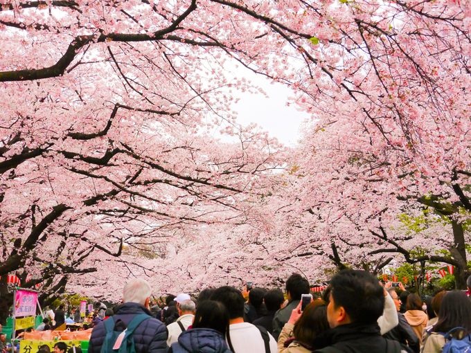 2. Walk through the Sakura tunnel at Ueno Park